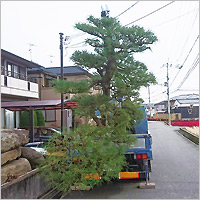 宝塚市 松の木の移植
