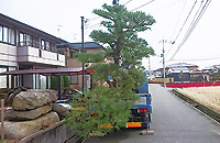 宝塚市 松の木の移植