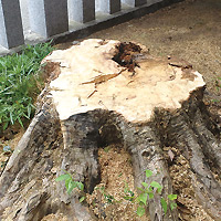 加古川市・枯れ木の伐採