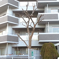 宝塚市・マンション ムクの木の強剪定