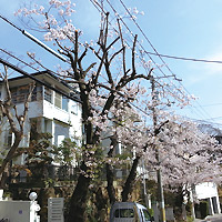 宝塚市・桜の強剪定
