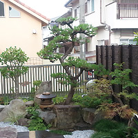 大阪府箕面市 松の木の剪定