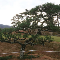 宝塚市ゴルフ場 松の木のお手入れ（剪定）