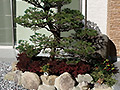 神戸市北区 植木(松等)の移植